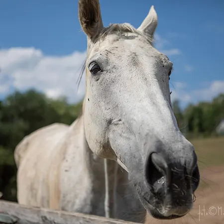 Oaza Spokoju Siecino *