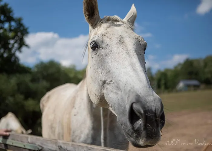Oaza Spokoju Siecino *